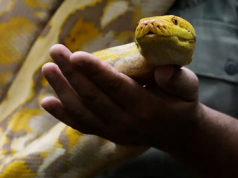 Científicos abogan por incluir serpientes en nuestra dieta