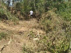 FUNDETROP dice Abinader distorsiona estadísticas sobre cobertura boscosa