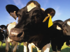 Crean vaca que produce insulina humana en su leche