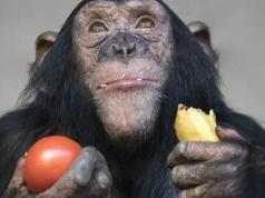 Estudio comprueba que existe aprendizaje social en animales