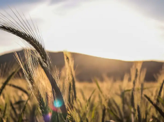 Mitos nutricionales a prueba: ¿el gluten enferma?