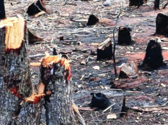 RaYosX: ¡Un crimen ecológico que no tiene madre!