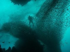 Día Mundial de los Océanos, la importancia de estos