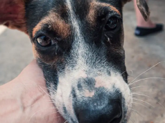 Perros huelen estrés humano y se altera su comportamiento