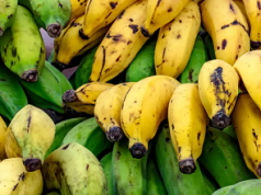 ¿Podemos aún salvar a la banana de la extinción?