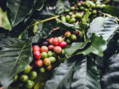 Exportación café brasileño a China crece un 40% en 2024