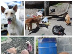 Mojiganguiando el sábado… Los perros vira latas