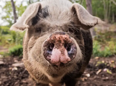 Reviven con éxito cerebro de un cerdo después de muerto