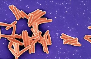 Las ocho bacterias más peligrosas del mundo