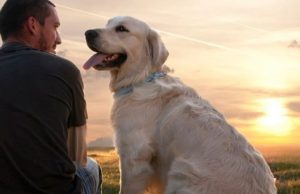 Mojiganguiando el sábado… El perro, amigo y servidor del hombre
