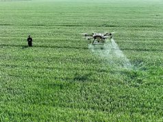 Estudio vincula herbicida con daño cerebral permanente