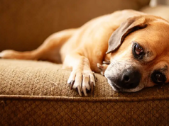 Razones por las que (no) deberías tener un perro