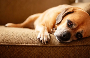 Razones por las que (no) deberías tener un perro