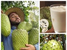 Mojiganguiando el sábado… Guanábana y salud