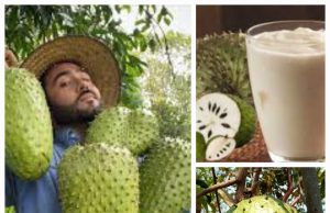 Mojiganguiando el sábado… Guanábana y salud