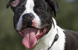 ¿Quiere que su perro le haga caso? La ciencia responde