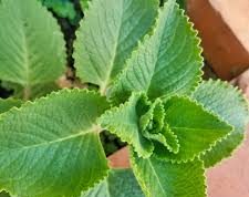 Mojiganguiando el sábado… Propiedades del orégano poleo