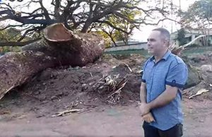 Valora importancia de los árboles en el Día Mundial de los Bosques