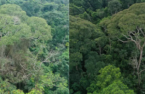 Descubren árbol que «electrocuta» a vecinos para sobrevivir