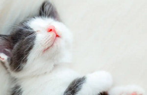 Los gatos pueden distinguir a su dueño
