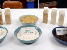 Arroz híbrido de Chile vence sequías y ahorra agua