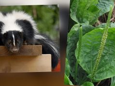 El llantén y sus propiedades… Mojiganguiando el sábado