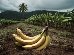 Bananeros del Noroeste: abandonados a su suerte