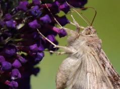La plaga de polillas gigantes que afecta a España