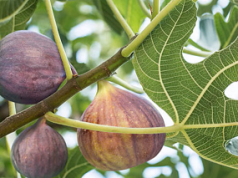 Propiedades curativas de las hojas de higo