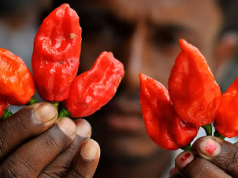 Comer picante protegería el corazón y el cerebro