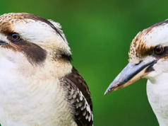 Cambio de sexo en aves silvestres es común