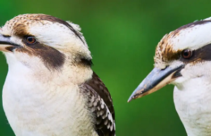 Cambio de sexo en aves silvestres es común