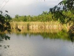 FUNDETROP denuncia crimen ambiental en área protegida