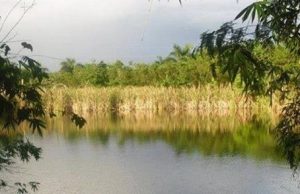 FUNDETROP denuncia crimen ambiental en área protegida