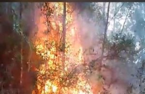 Incendio de gran magnitud amenaza Cordillera Central