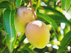 Propiedades curativas de las hojas de mango