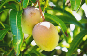 Propiedades curativas de las hojas de mango