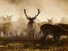 Los humanos influyeron en tamaño de los animales