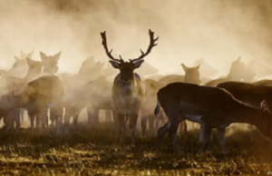 Los humanos influyeron en tamaño de los animales