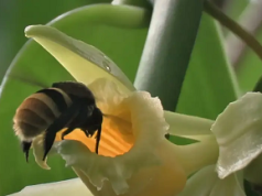 Polinizadores y biodiversidad: el reto de conservarlos