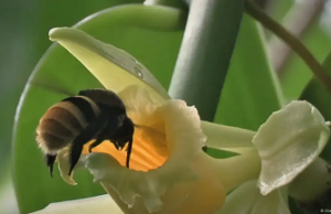 Polinizadores y biodiversidad: el reto de conservarlos