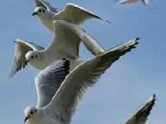 RaYosX: ¿Gaviotas con armas y uniforme?