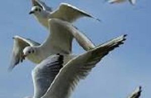RaYosX: ¿Gaviotas con armas y uniforme?