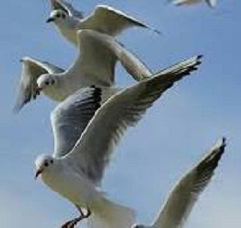 Gaviotas en vuelo