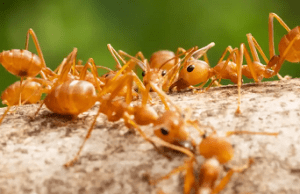 Hormigas infectadas mueren solas para salvar la colonia