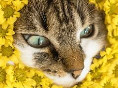 Estudio: gatos maúllan más a los hombres. Y hay una razón