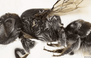La “abeja lucifer”: extraño insecto descubierto en Australia