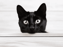 Del gato al ser humano: prometedor avance contra el cáncer