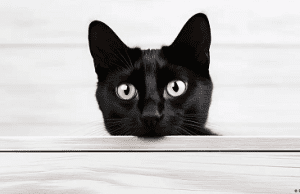 Del gato al ser humano: prometedor avance contra el cáncer
