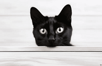 Del gato al ser humano: prometedor avance contra el cáncer